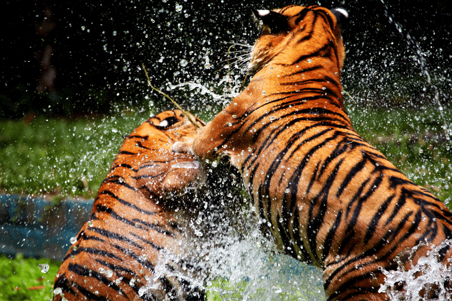 self-preservation instinct in animals