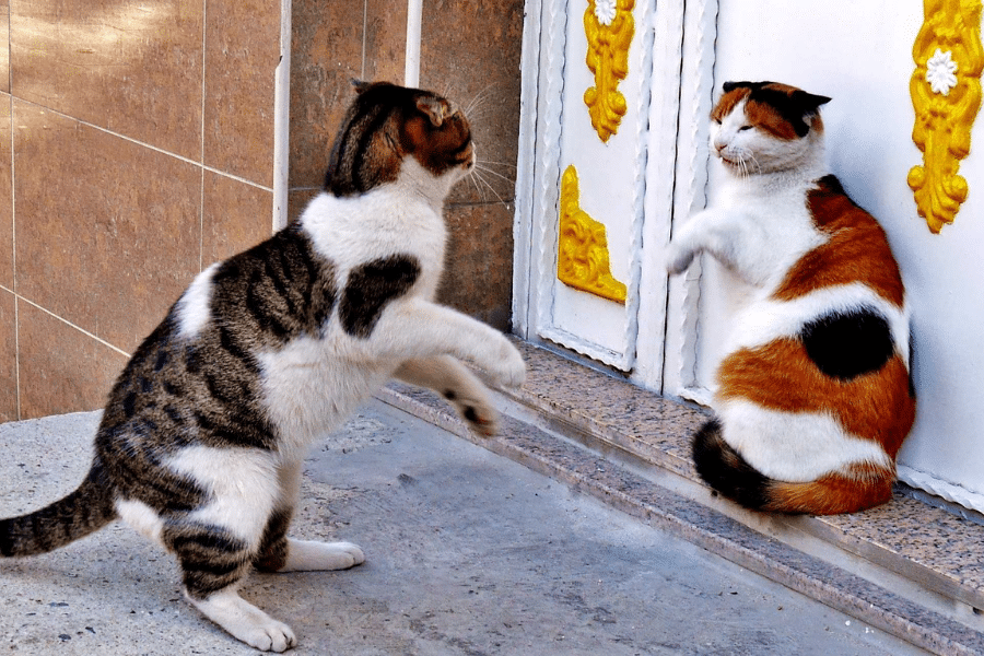 bullying and the fight or flight response system